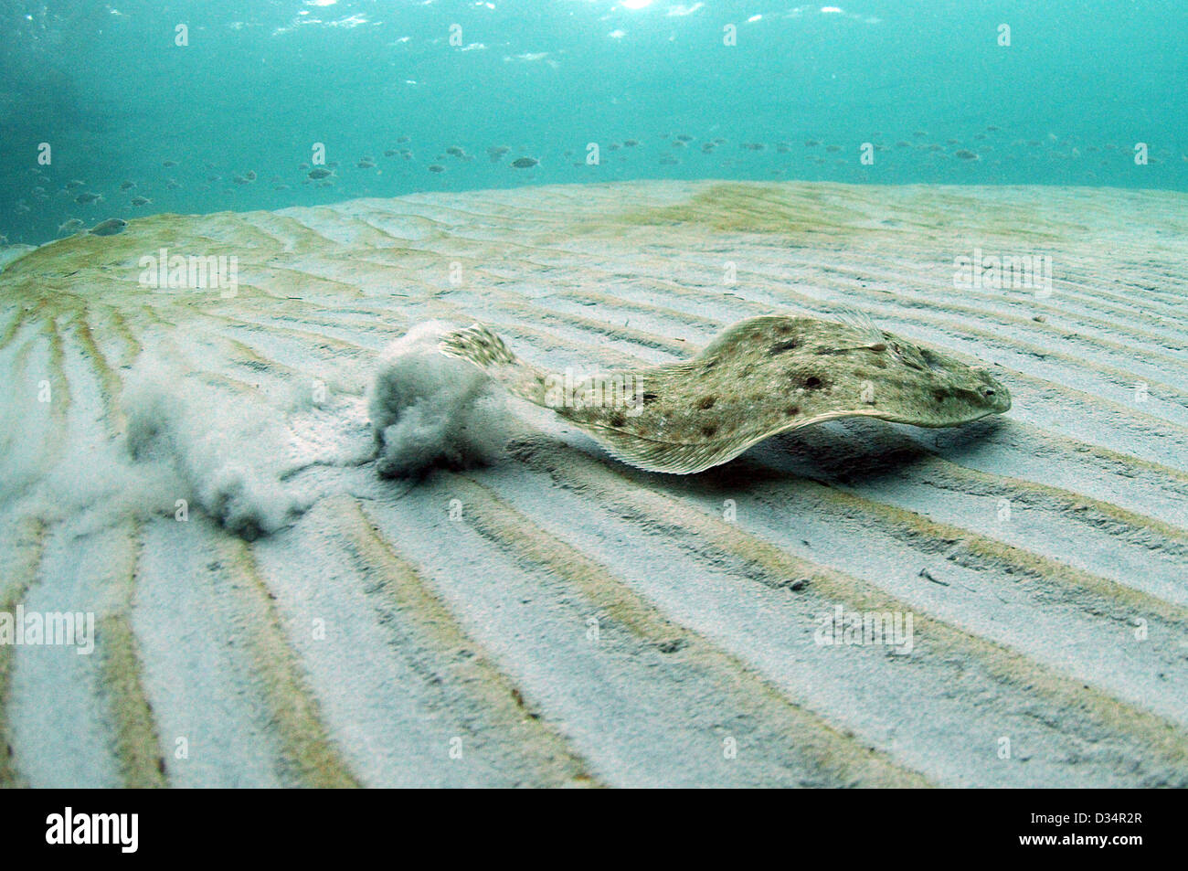 flounder swimming underwater in ocean Stock Photo