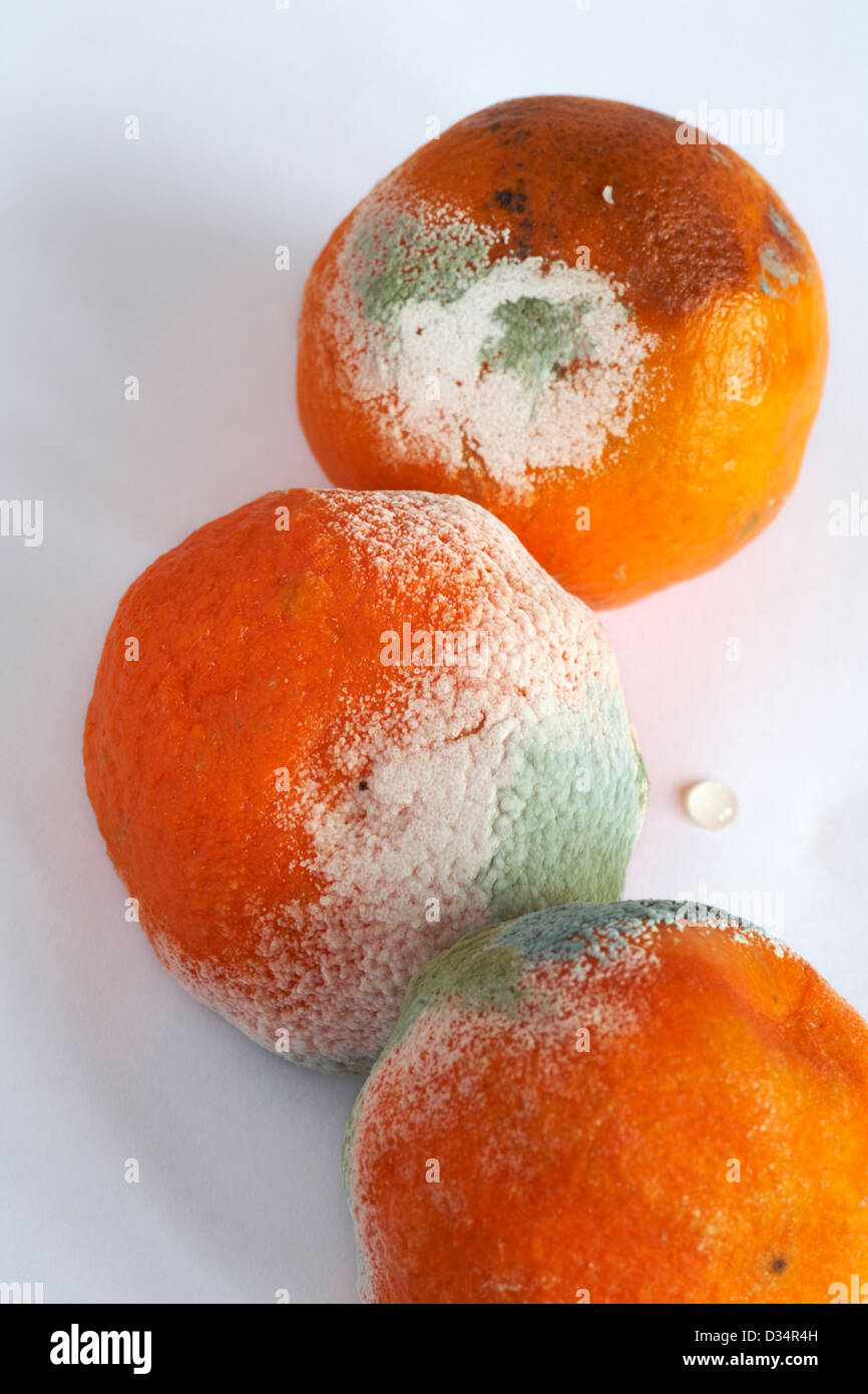 Mould growing on clementines hires stock photography and images Alamy