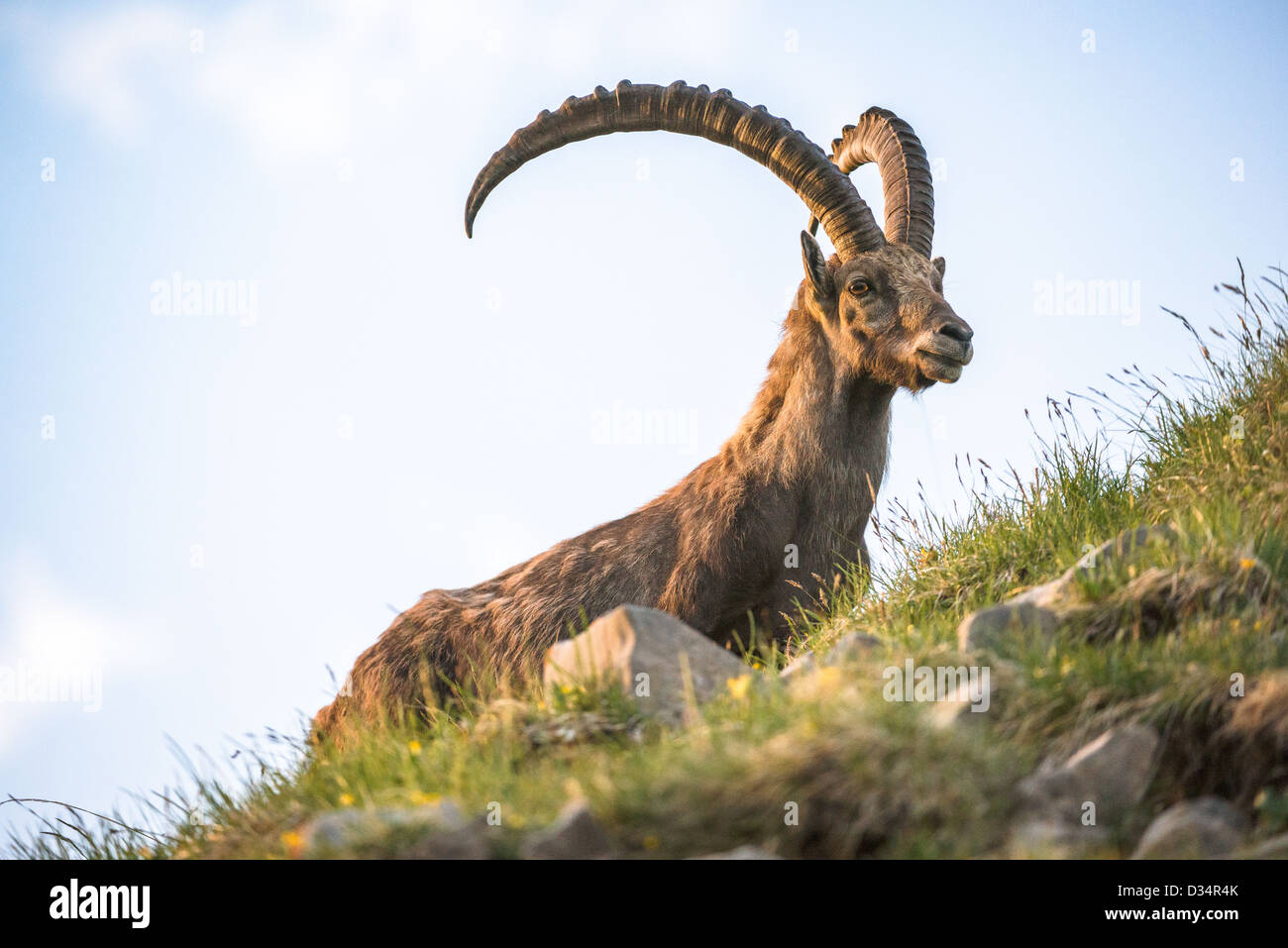 alpine ibex (lat. Capra ibex) on Brienzer Rothorn, Switzerland Stock Photo
