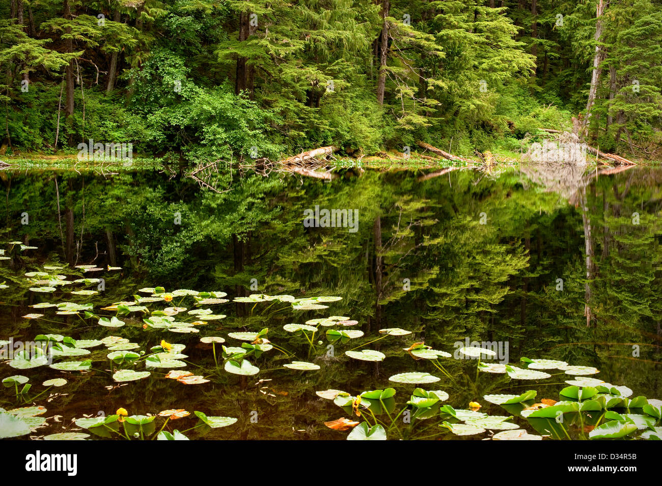 Pond formed by beaver dam on the Tongass National Forest in Southeast Alaska, near Sitka, USA Stock Photo