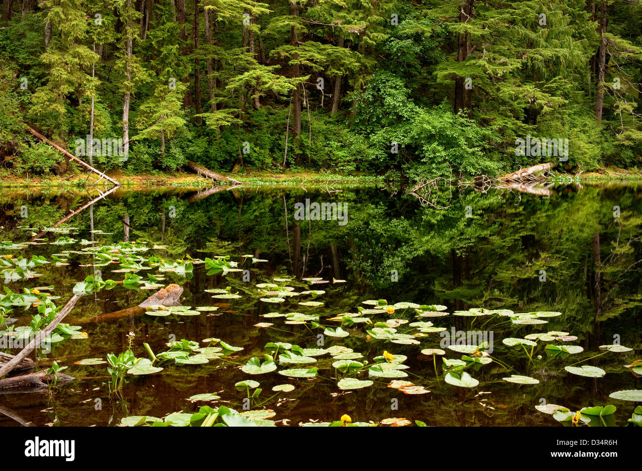 Pond formed by beaver dam on the Tongass National Forest in Southeast Alaska, near Sitka, USA Stock Photo