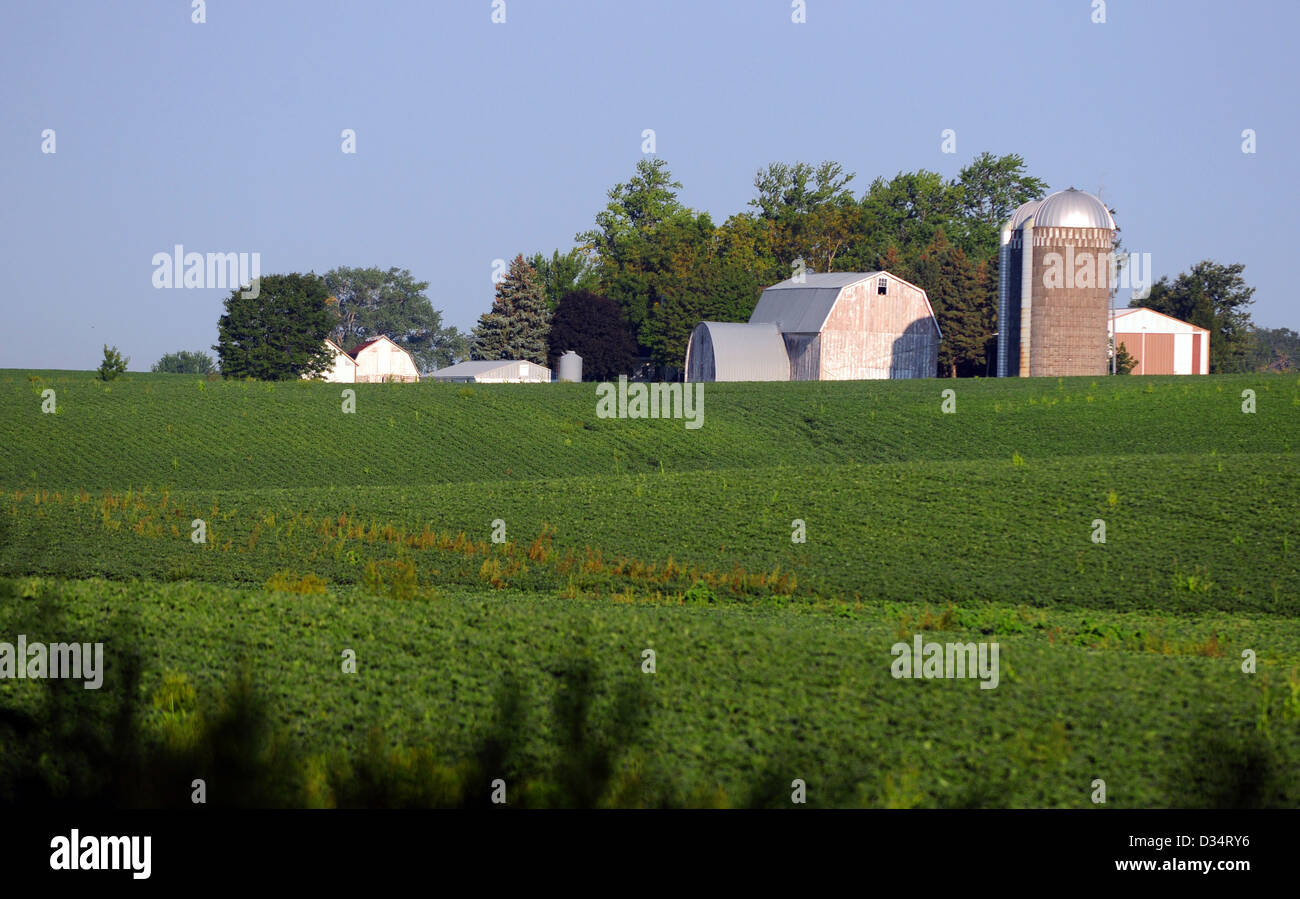 Farmer feeding his chickens on a farm in Lenawee County Michigan