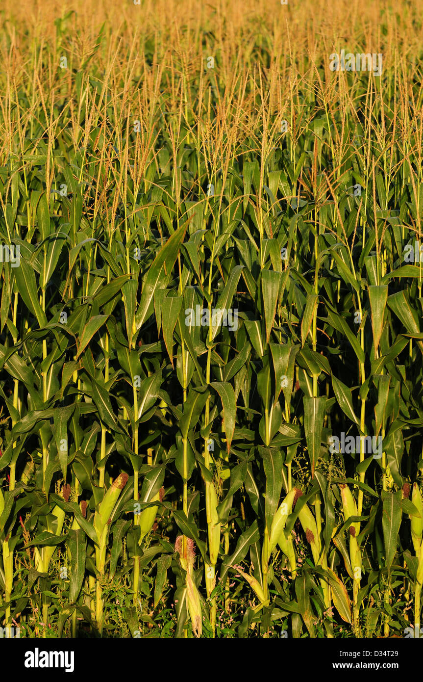 Sweet corn growing stalk hires stock photography and images Alamy