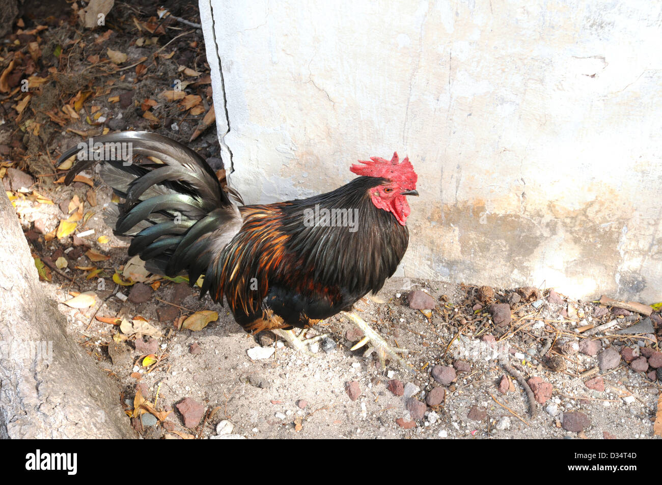 rooster roaming the streets in key west, florida Stock Photo