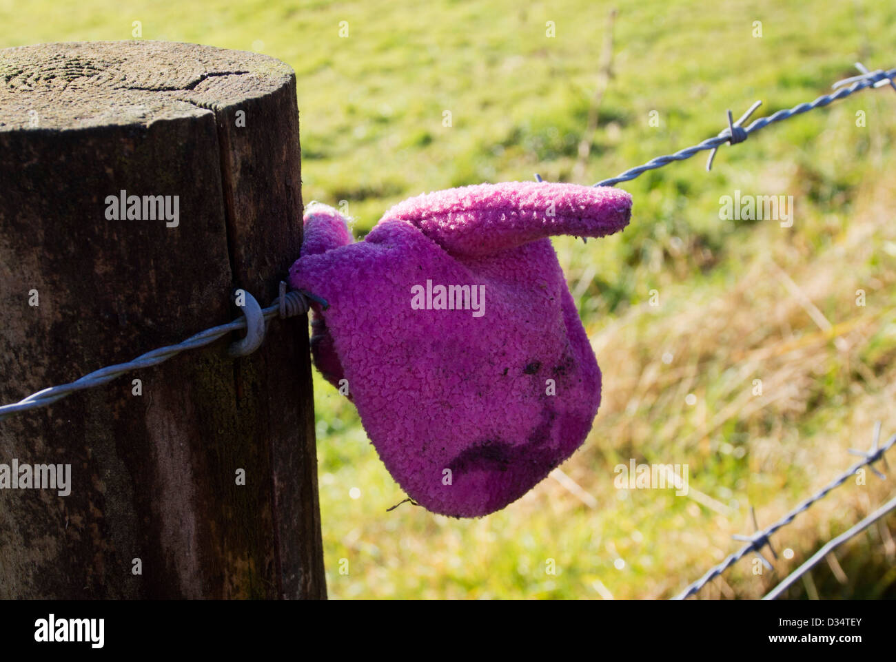 Wet, pink mitten abandoned on a barbed wire fence, Devon, UK Stock Photo