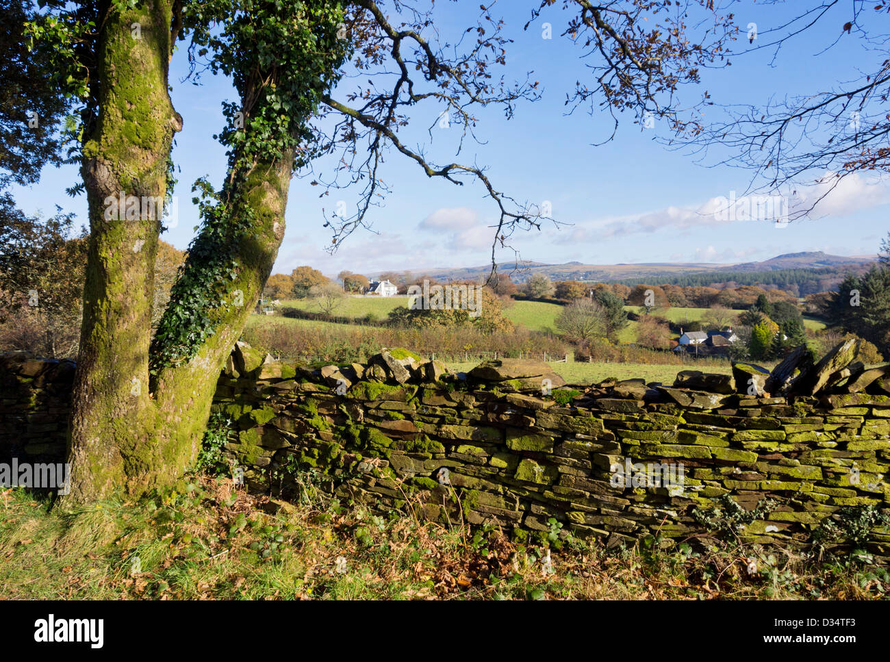 Dry stone wall and tree overlooking fields towards Dartmoor, Devon UK Stock Photo