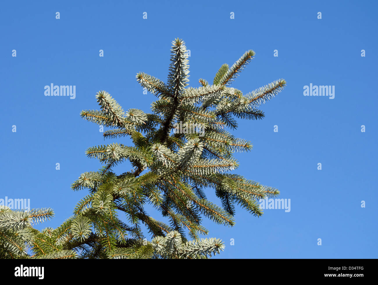 Douglas fir pseudotsuga menziesii hires stock photography and images