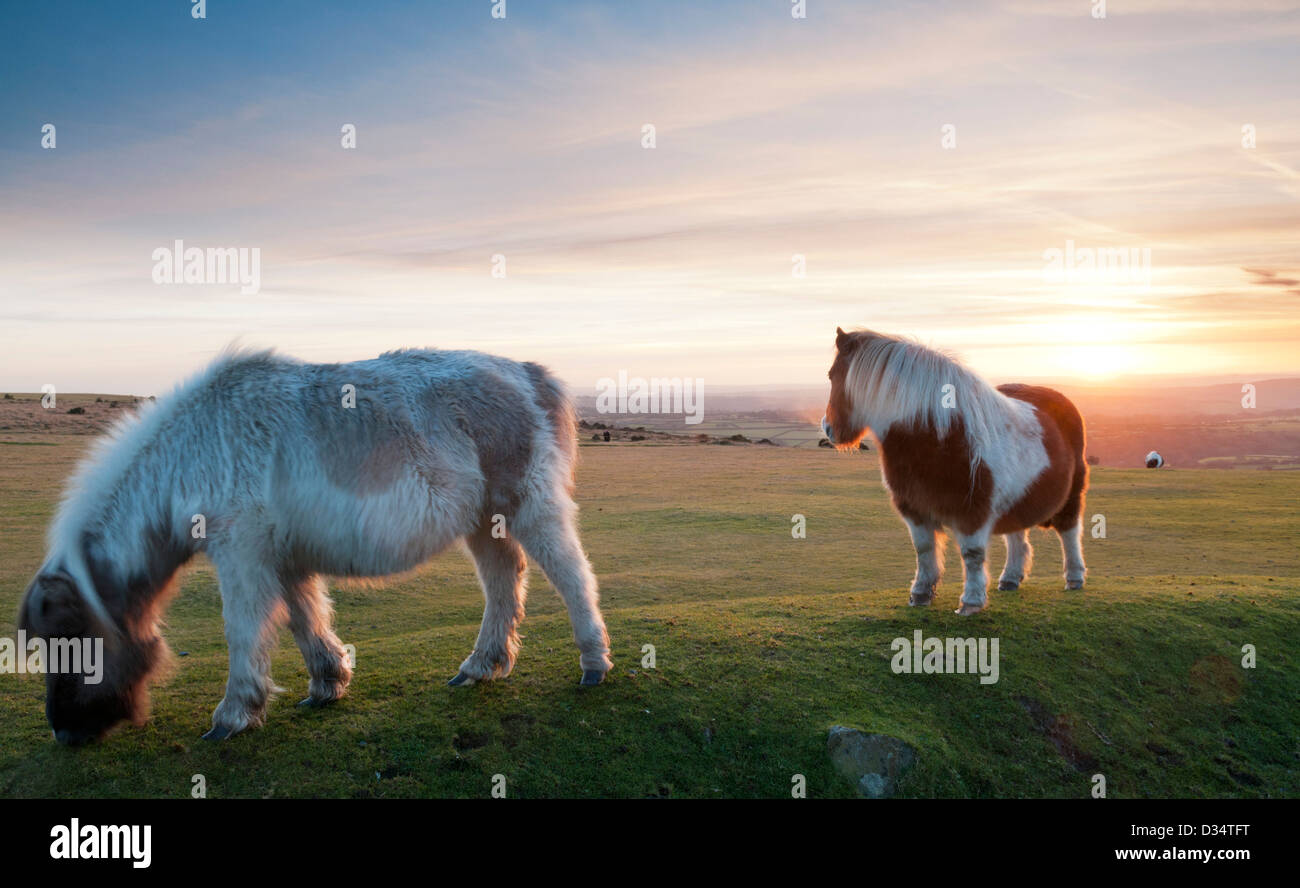 Two grazing Dartmoor ponies at sunset on Dartmoor, Devon UK Stock Photo