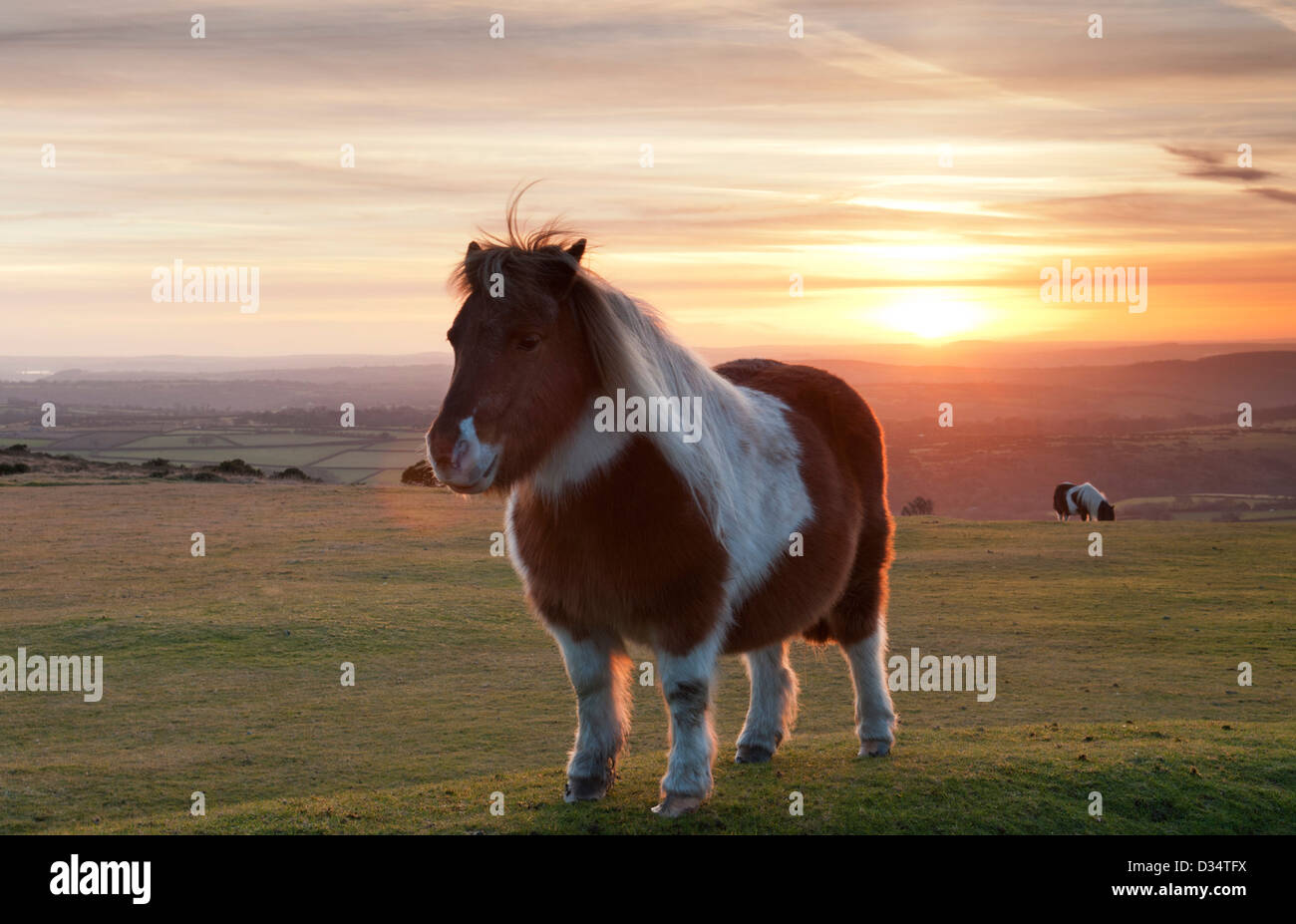 Dartmoor pony with sun setting in background, Devon UK Stock Photo