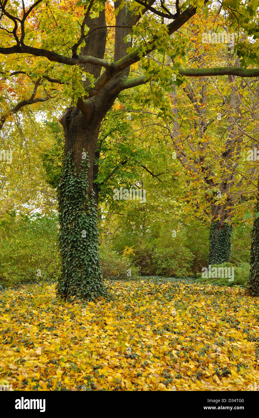 Golden Fall in park. Trees and leaves on the ground Stock Photo