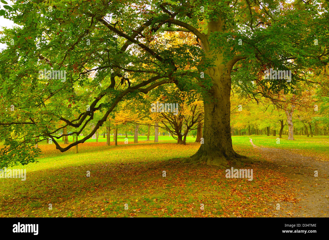 Big tree in the park in Autumn Stock Photo