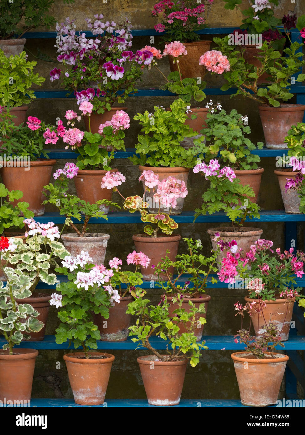 Auricula theatre full of flowering plants in pots, Ticknall, Derbyshire, England, UK Stock Photo