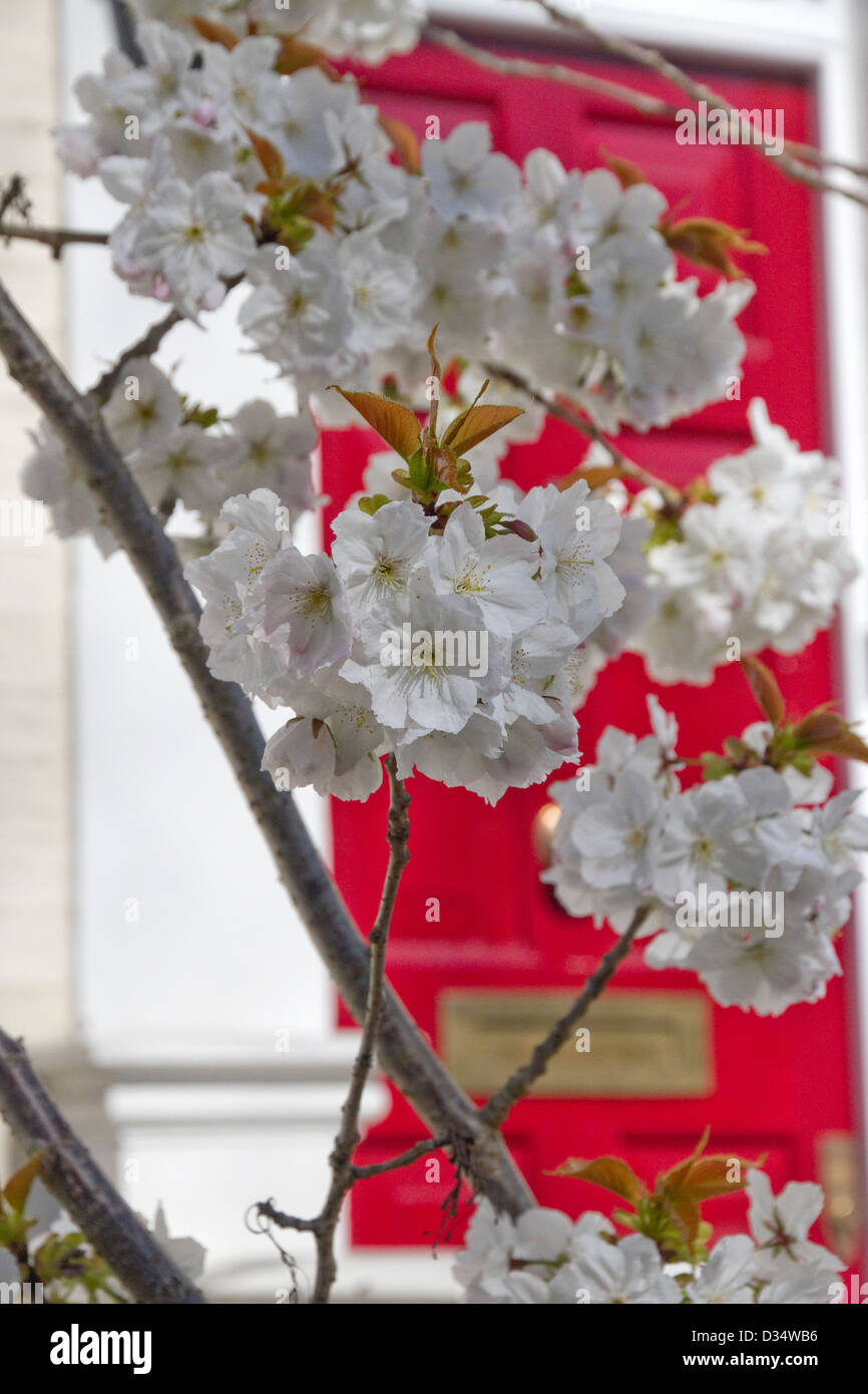 A blossoming tree in front yard in Kensington London England Stock