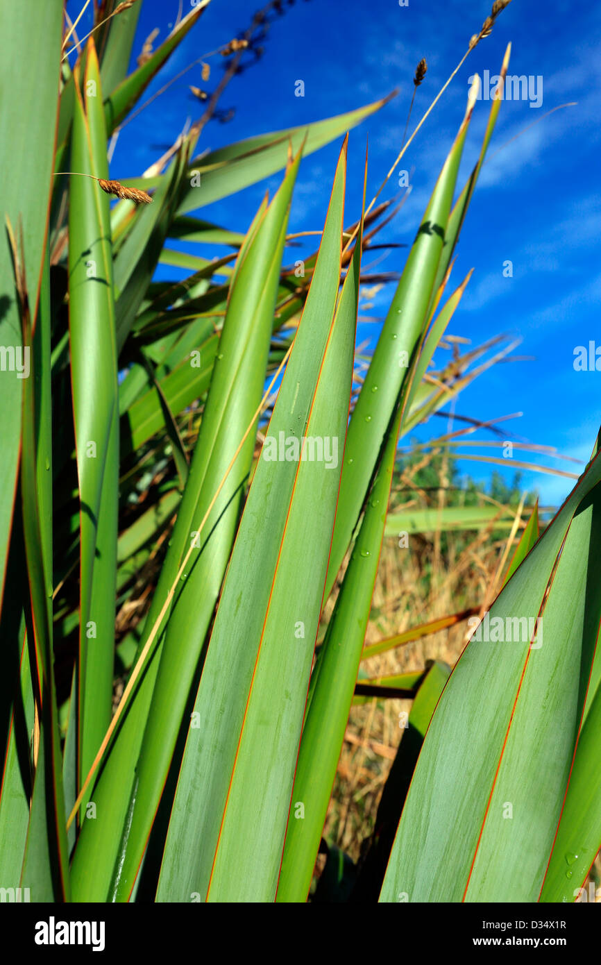 Green New Zealand flax bush detail Stock Photo