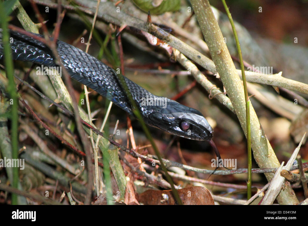 A Southern Black Racer snake slithers through the underbrush. Stock Photo