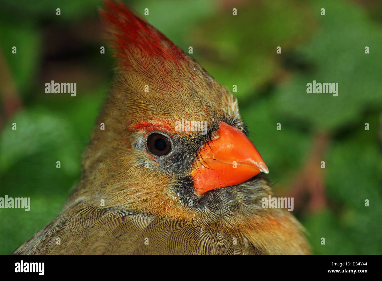 Close up of a Northern Cardinal female Stock Photo