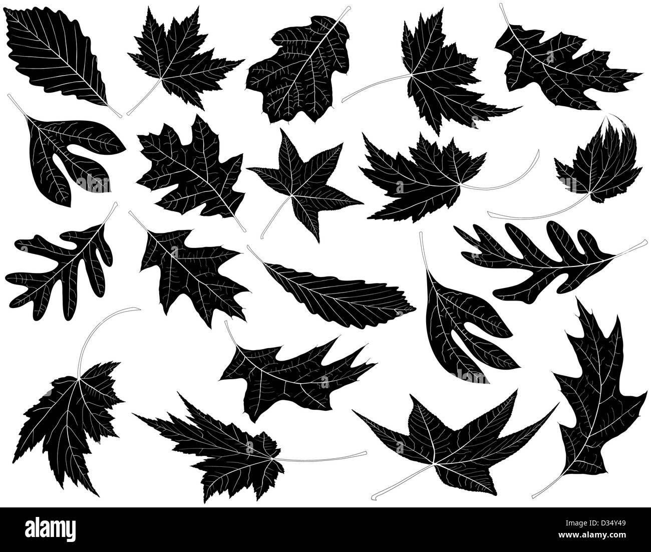 Twenty Black and White Leaves Stock Photo