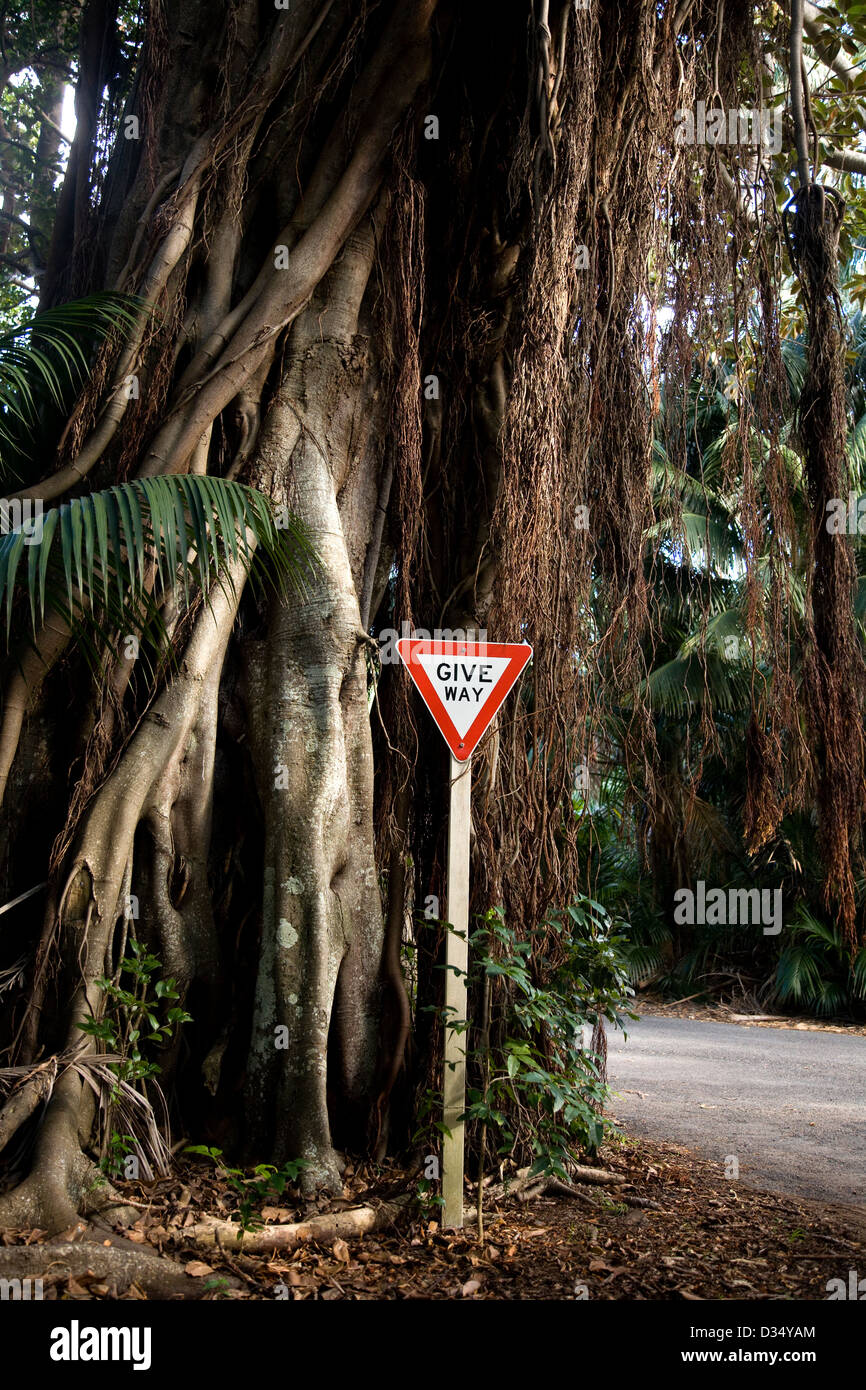 Banyan Tree and Road Sign Lord Howe Island New South Wales Australia Stock Photo