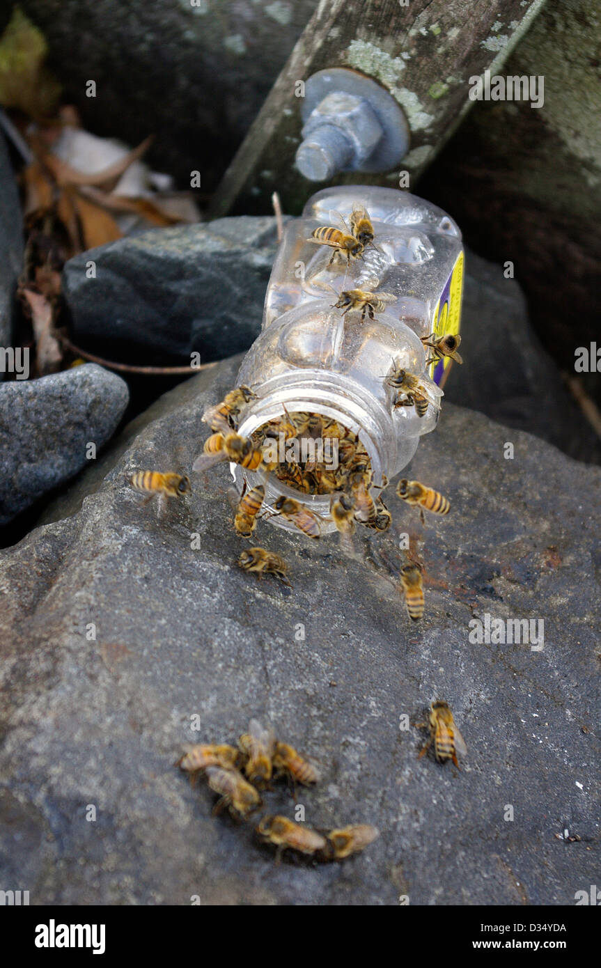 Western Honey Bees (Apis mellifera) feasting on spilled jar of sweet syrup poured on the ground. Stock Photo