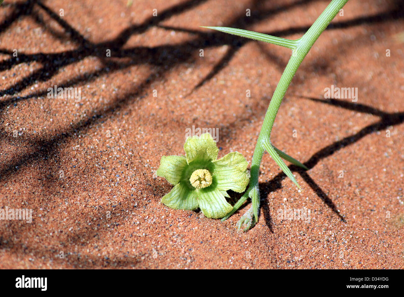 'Nara' Xerophytic plant flower detail (Acanthosicyos horrida) in the sandy Namib Desert. South African Plateau, Central Namibia Stock Photo