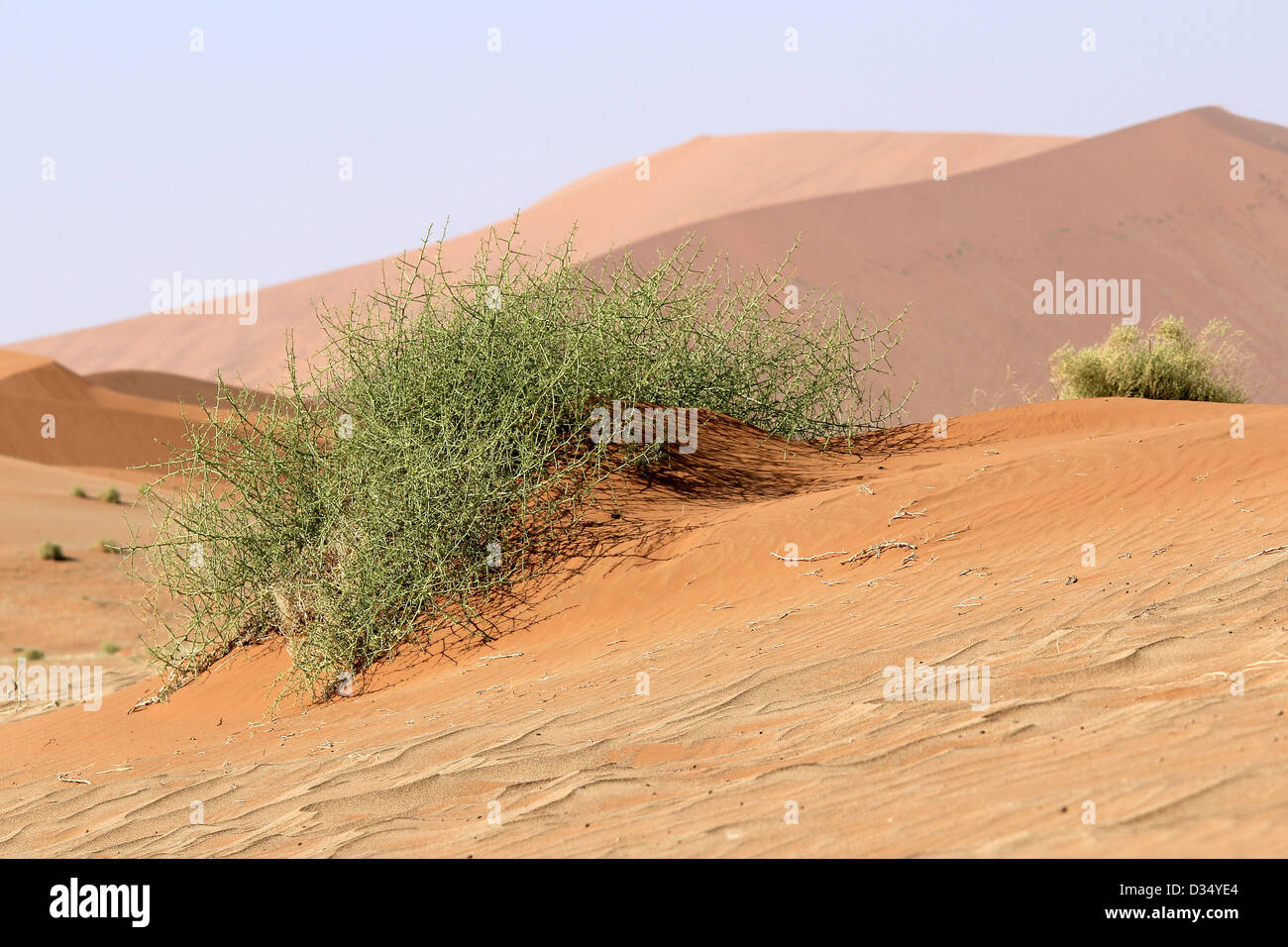 'Nara' Xerophytic plant (Acanthosicyos horrida) in the sandy Namib Desert. South African Plateau, Central Namibia Stock Photo