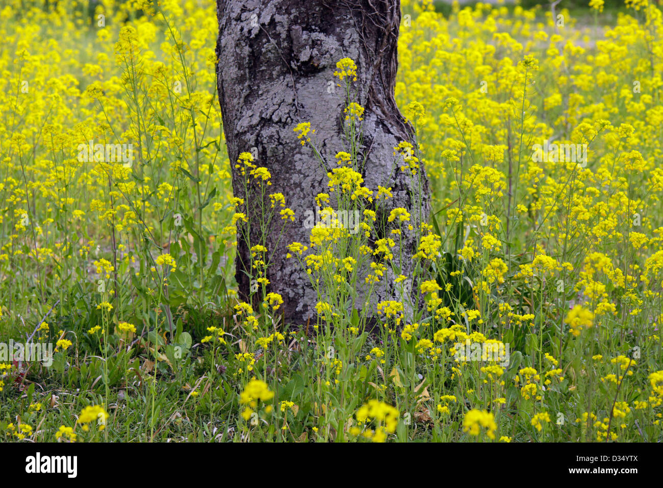 Rapre Tree A cherry tree in rape flower field Chiba Japan Stock Photo - Alamy