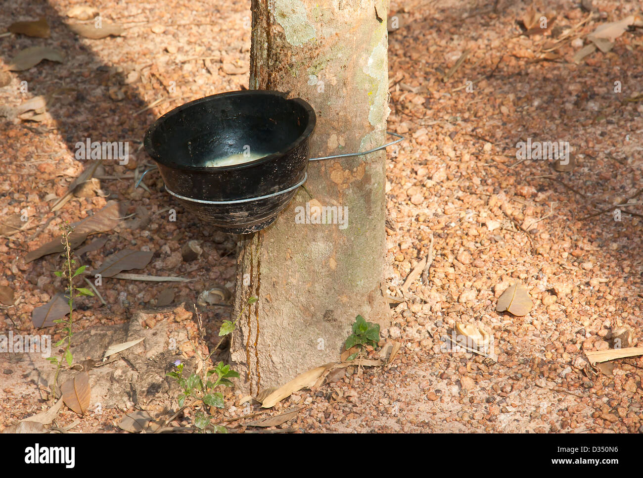 Plastic cup with handle black latex from rubber trees. Stock Photo