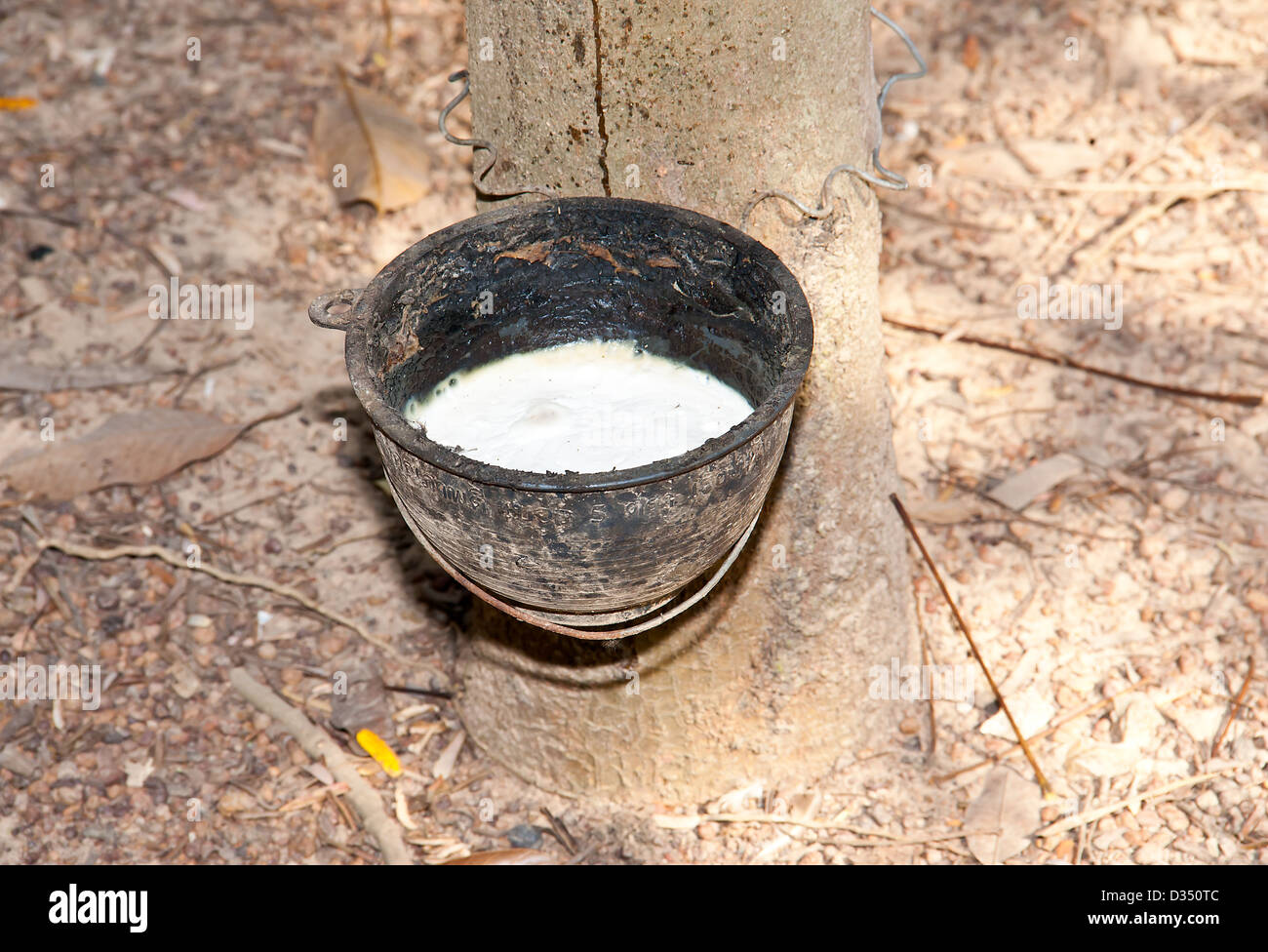 Rainforest rubber plantation hires stock photography and images Alamy