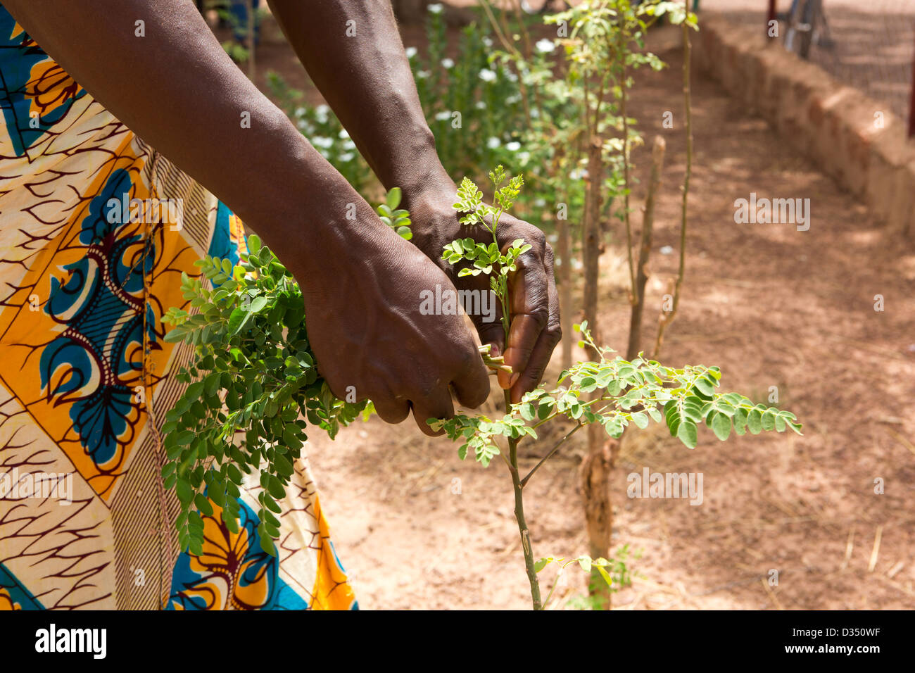 Reo, Burkina Faso, May 2012: Roseline Kansole, 32, picks and dries Moringa leaves. Stock Photo