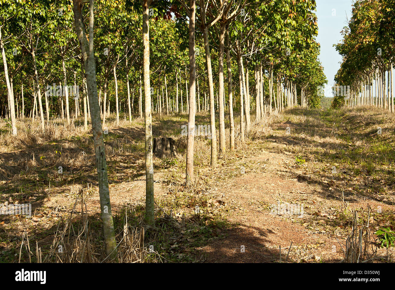 Rubber tree rainforest hires stock photography and images Alamy