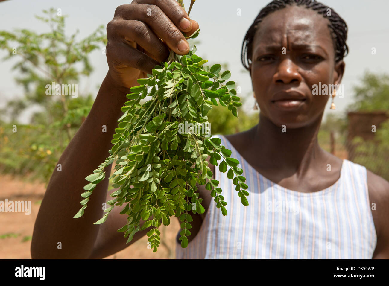 Reo, Burkina Faso, May 2012: Roseline Kansole, 32, picks and dries Moringa leaves. Stock Photo