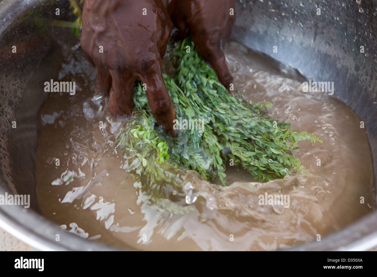 Reo, Burkina Faso, May 2012: Roseline Kansole, 32, picks and washes Moringa leaves. Stock Photo