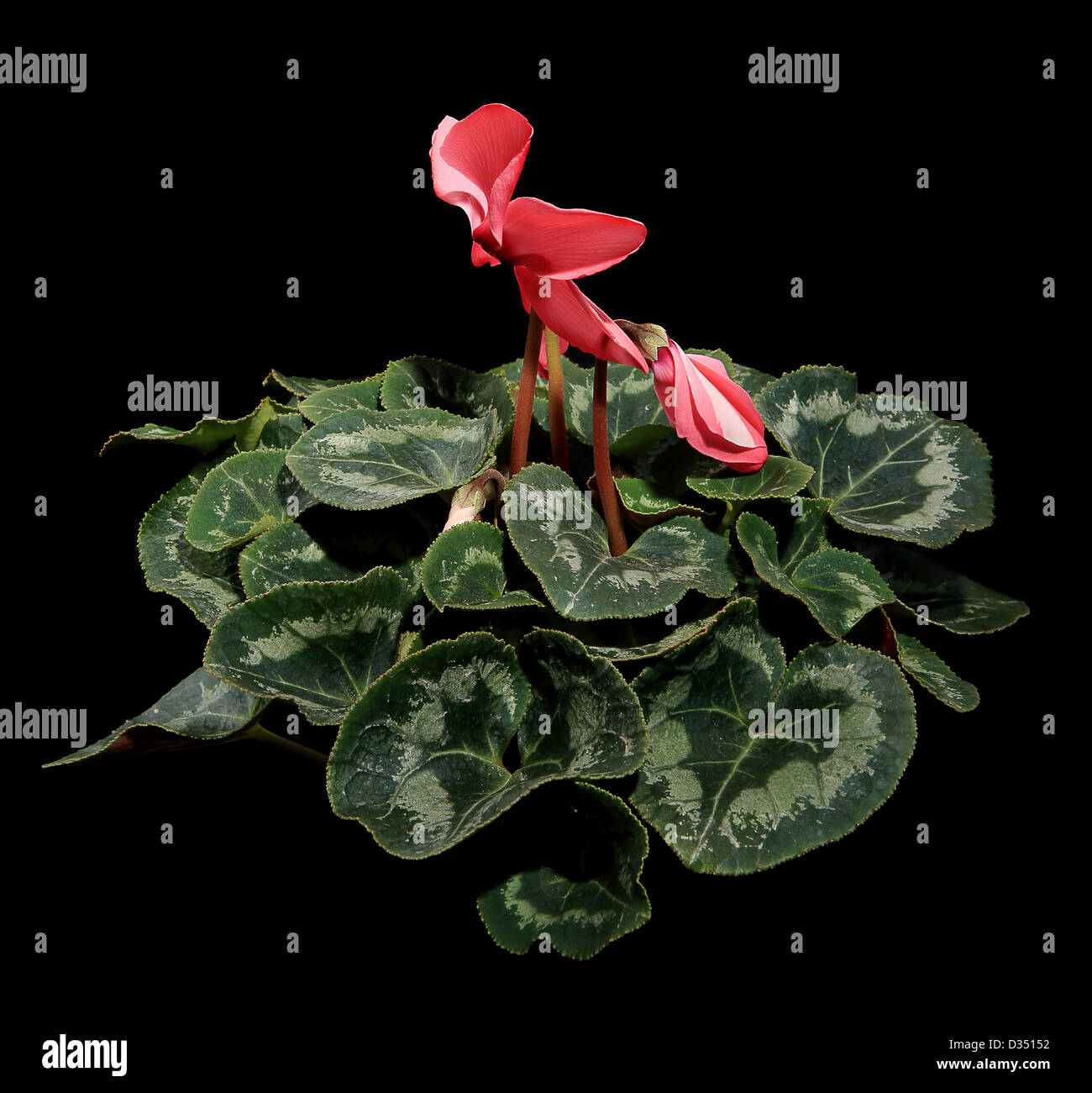 Flowering pink cyclamen on the black background (Cyclamen Latinia Premium Fuchsia flamme F1) Stock Photo