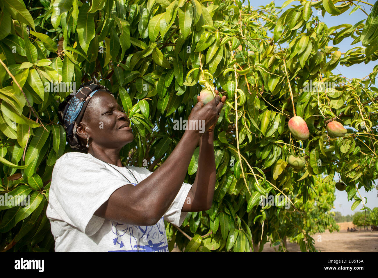 Reo, Burkina Faso, May 2012: A community member in a mango orchard