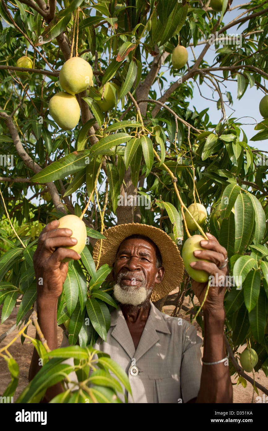Reo, Burkina Faso, May 2012: A community member in a mango orchard