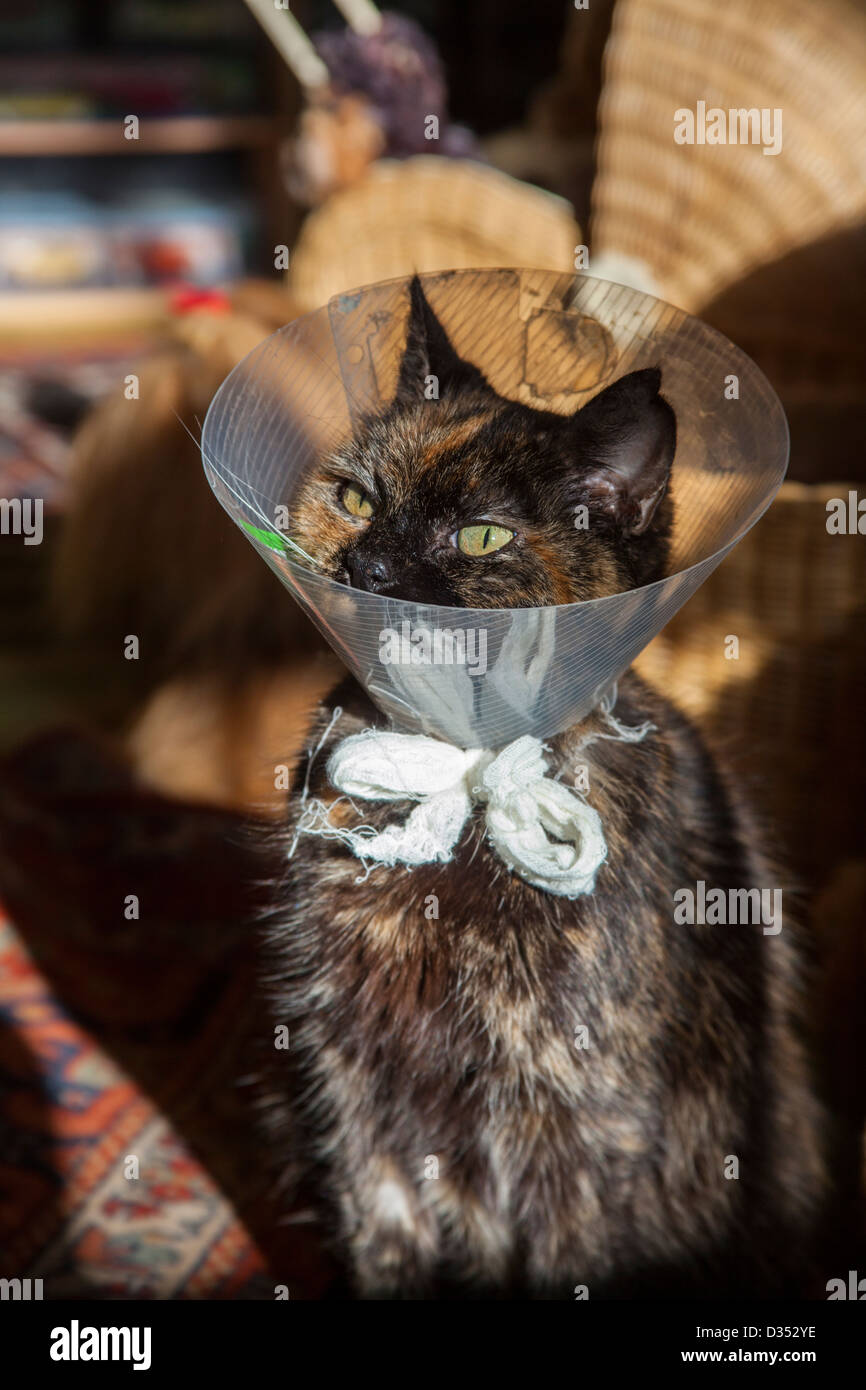 Cat after operation with protection Stock Photo Alamy