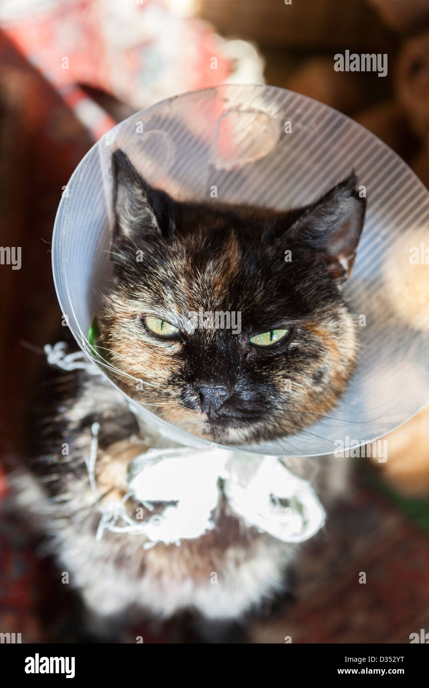 Cat after operation with protection Stock Photo Alamy