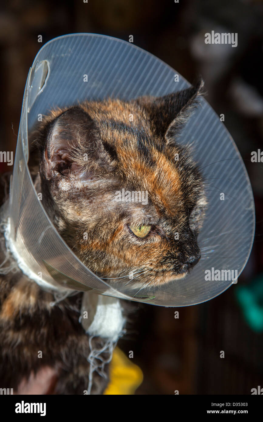 Cat after operation with protection Stock Photo Alamy