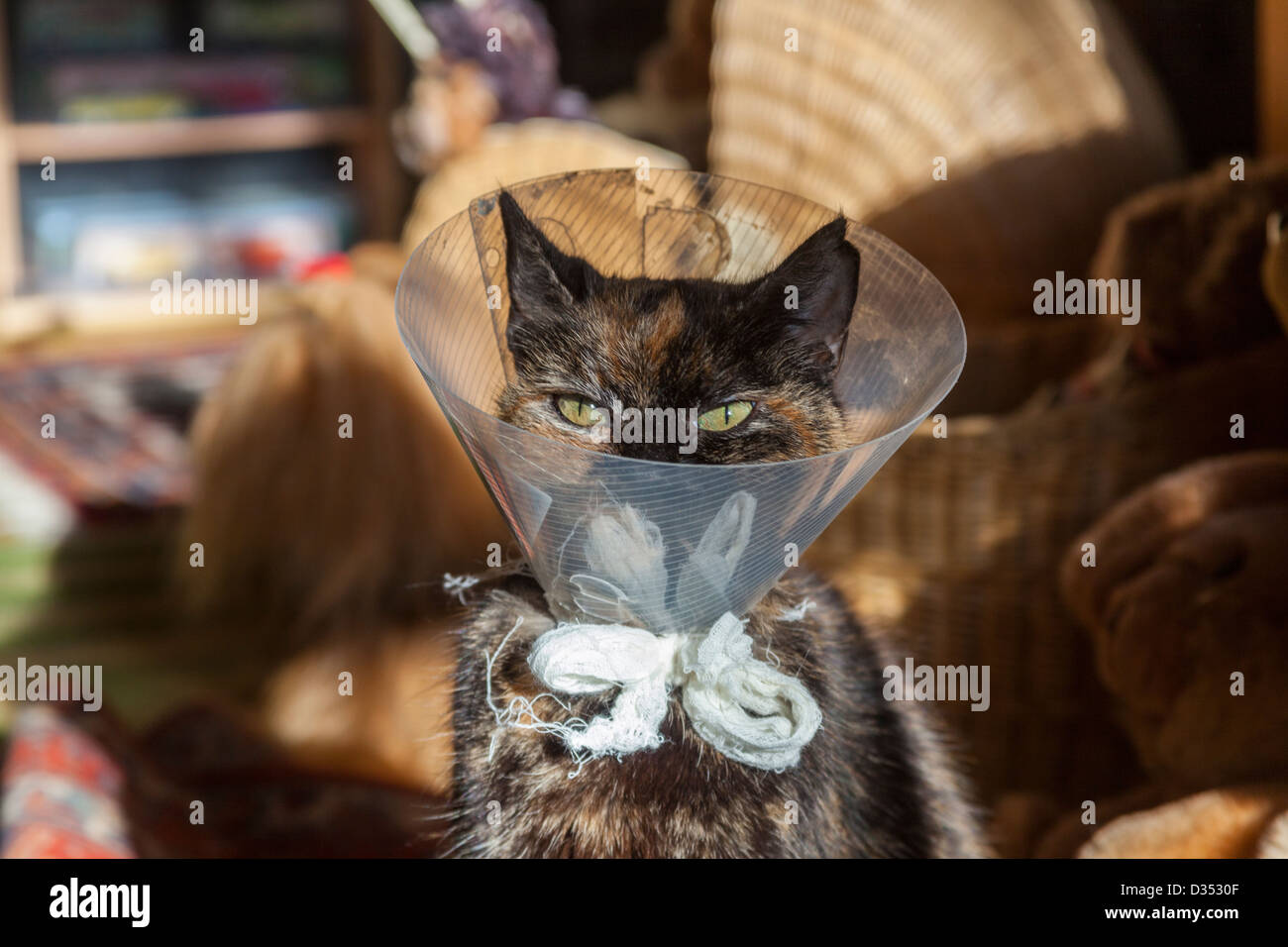 Cat after operation with protection Stock Photo