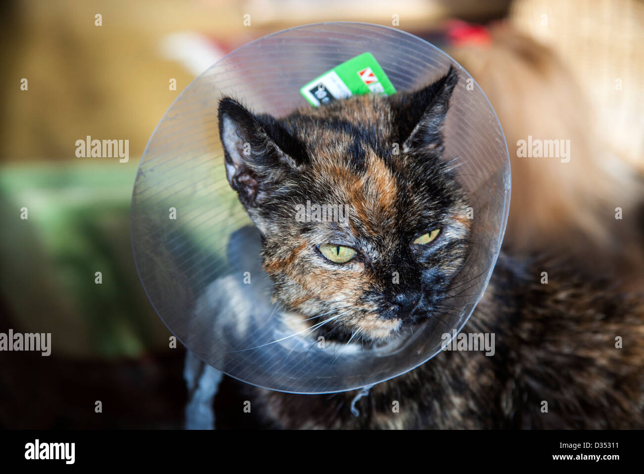 Cat after operation with protection Stock Photo Alamy