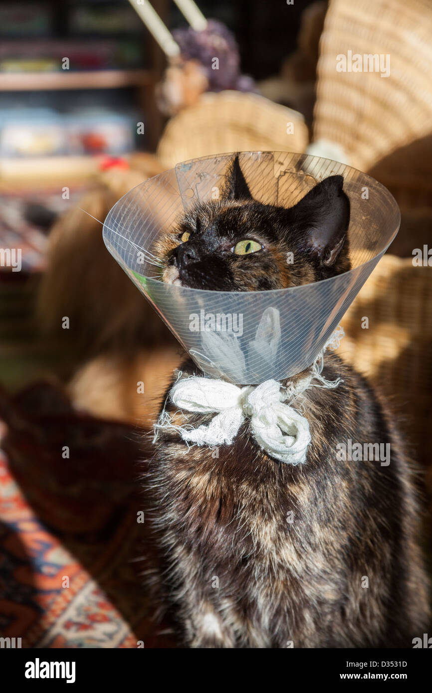 Cat after operation with protection Stock Photo Alamy
