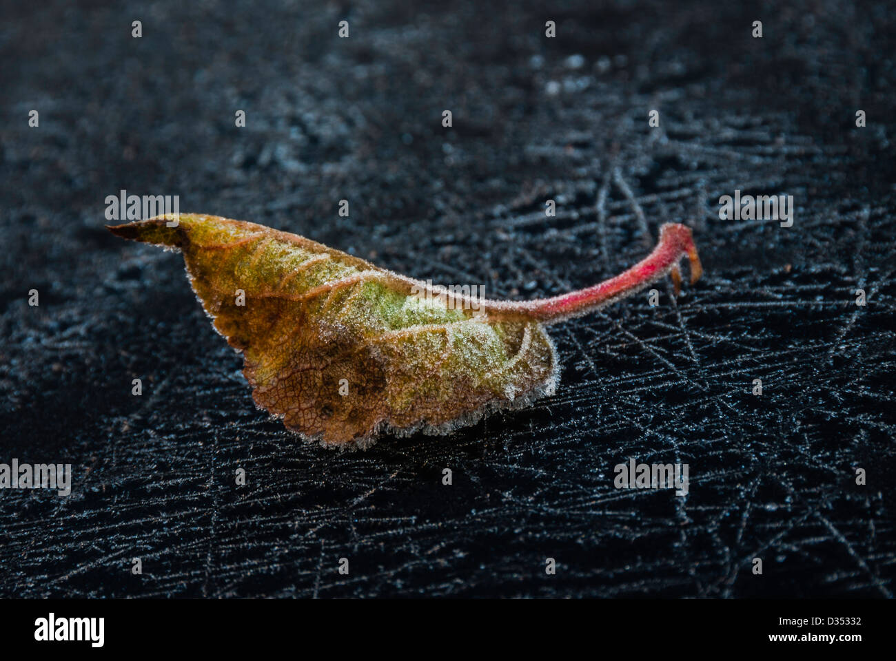 Dry Frozen Leaf Stock Photo