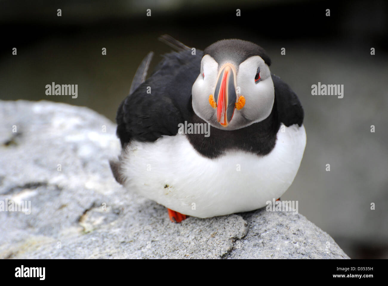 A single Puffin laying on the rocky ledge. Stock Photo