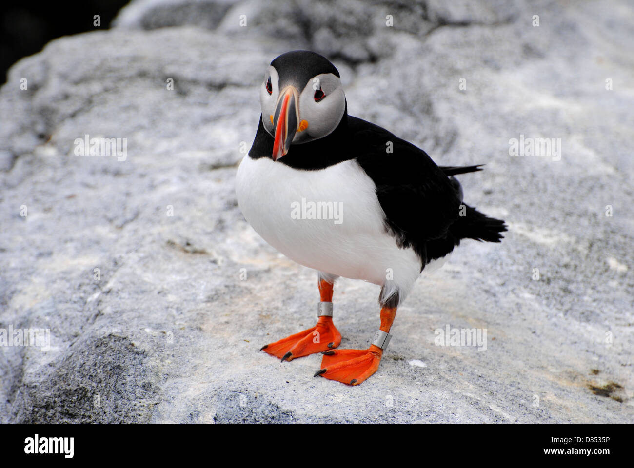 A single Puffing Standing on a rocky ledge on Machias Island. Stock Photo