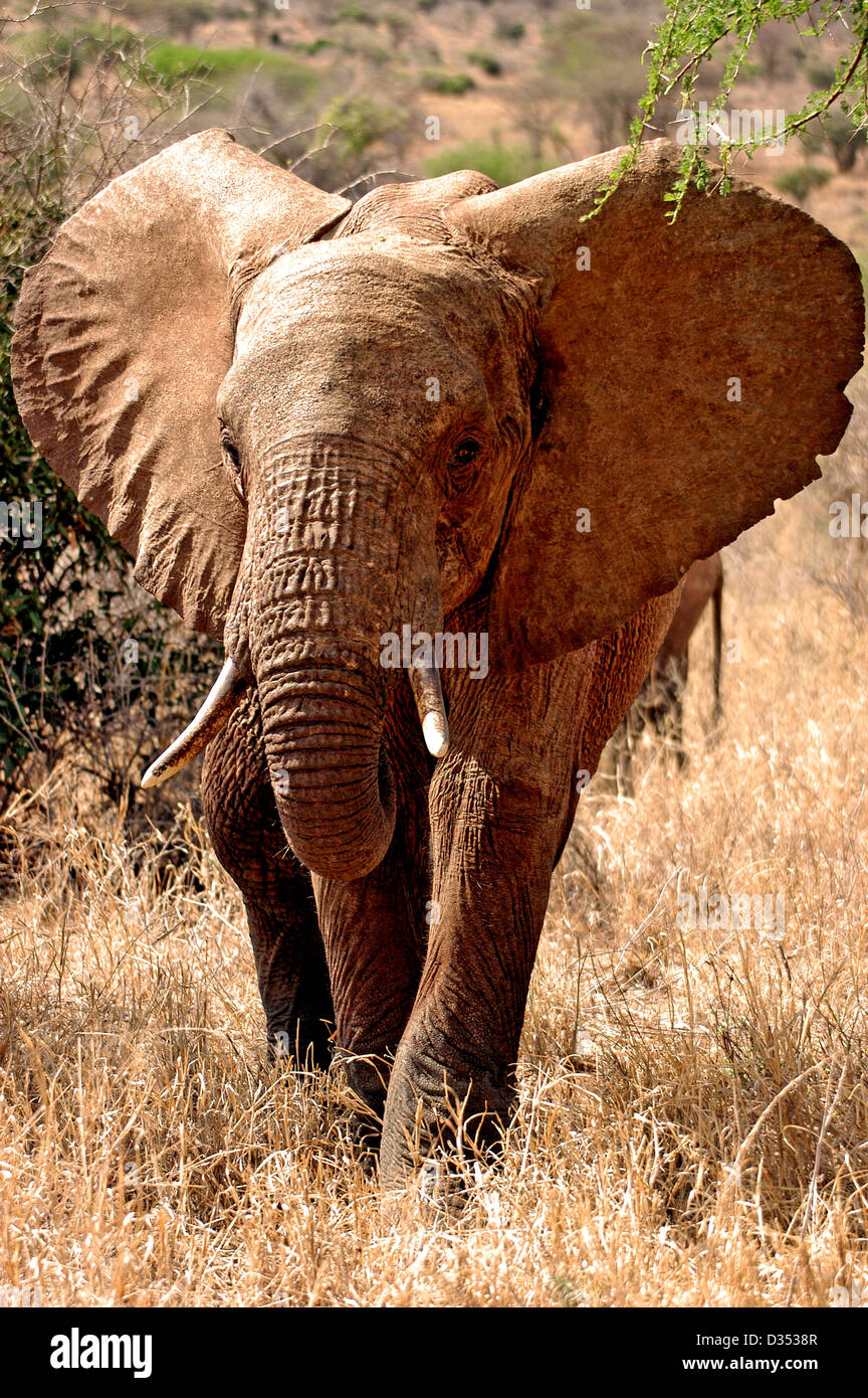 African Elephant in Tsavo West National Park, Kenya. Stock Photo