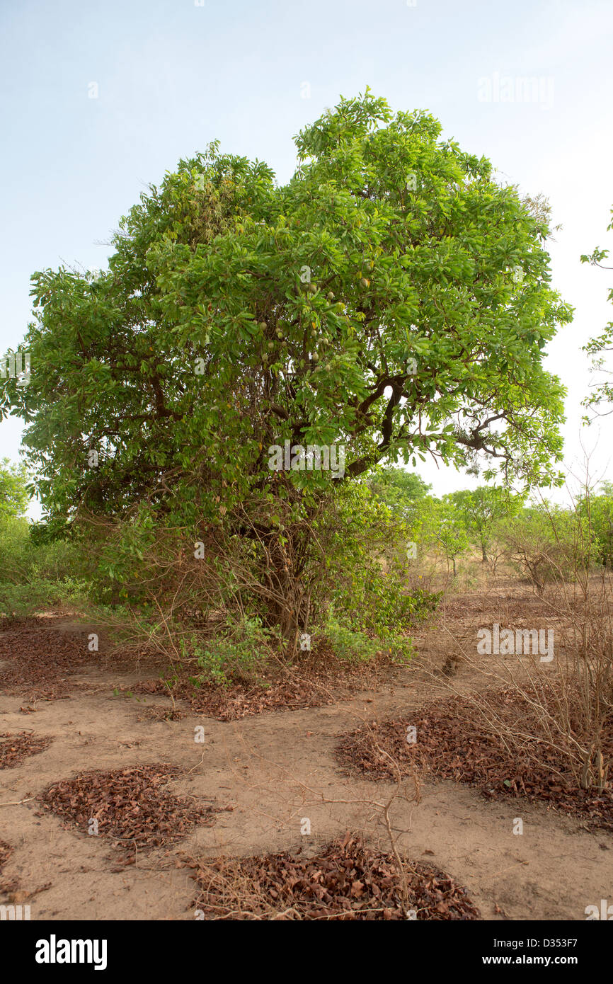 Yako, Burkina Faso, May 2012:. The Saba Senegalensis parasitic shrub produces wild fruit very useful in the hunger season. Stock Photo