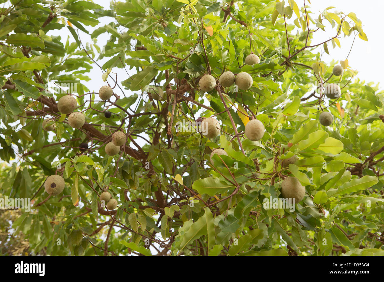 Yako, Burkina Faso, May 2012:. The Saba Senegalensis parasitic shrub produces wild fruit very useful in the hunger season. Stock Photo