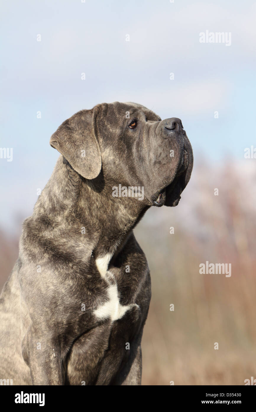 Hund Molosser