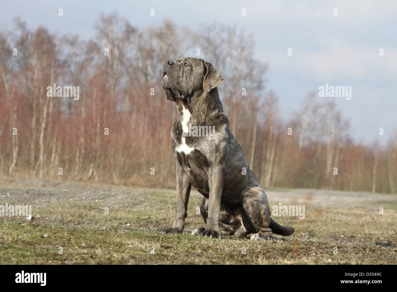 Sitting Cane Corso Stock Photos Sitting Cane Corso Stock Images