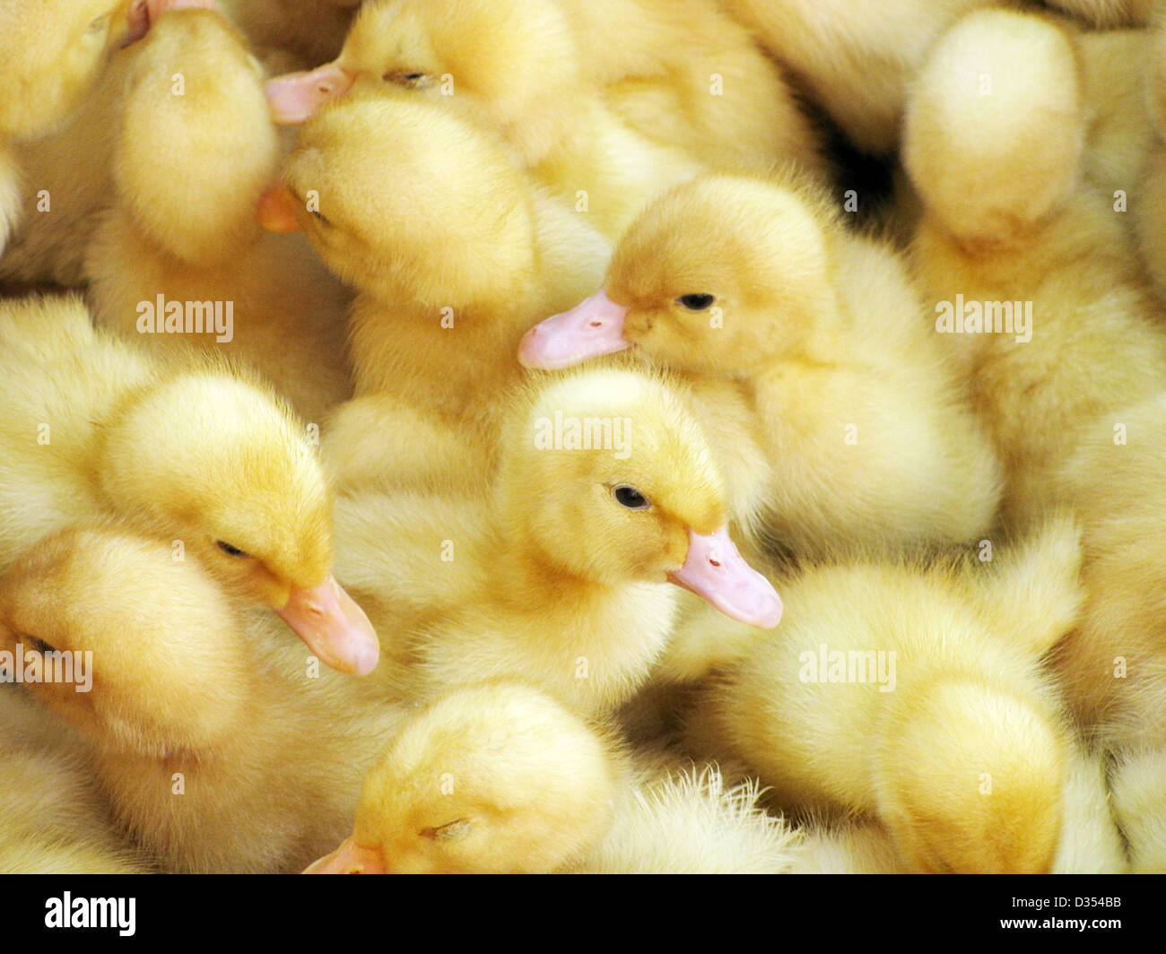 close up of several ducklings Stock Photo